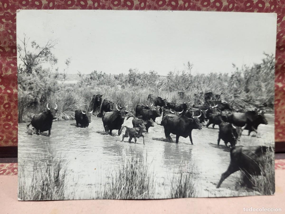 Postales: ANTIGUA POSTAL MANADA DE TOROS CAMARGUE FRANCIA