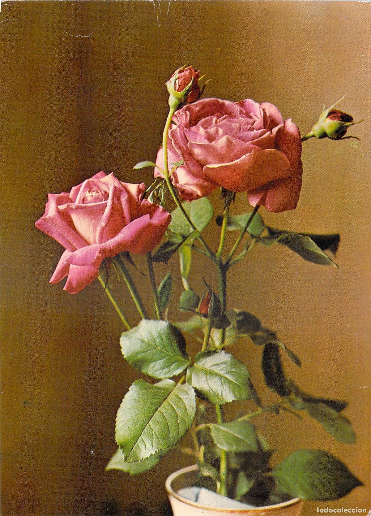 Postales: Postal de Rosas Rosadas - Serie Fleurs Italcolor