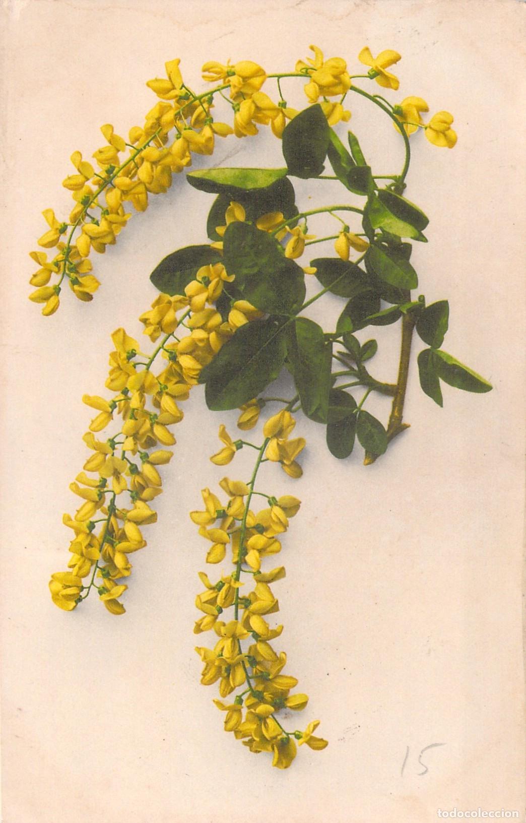 Postales: Postal de Flores Amarillas Lluvia de Oro Laburnum