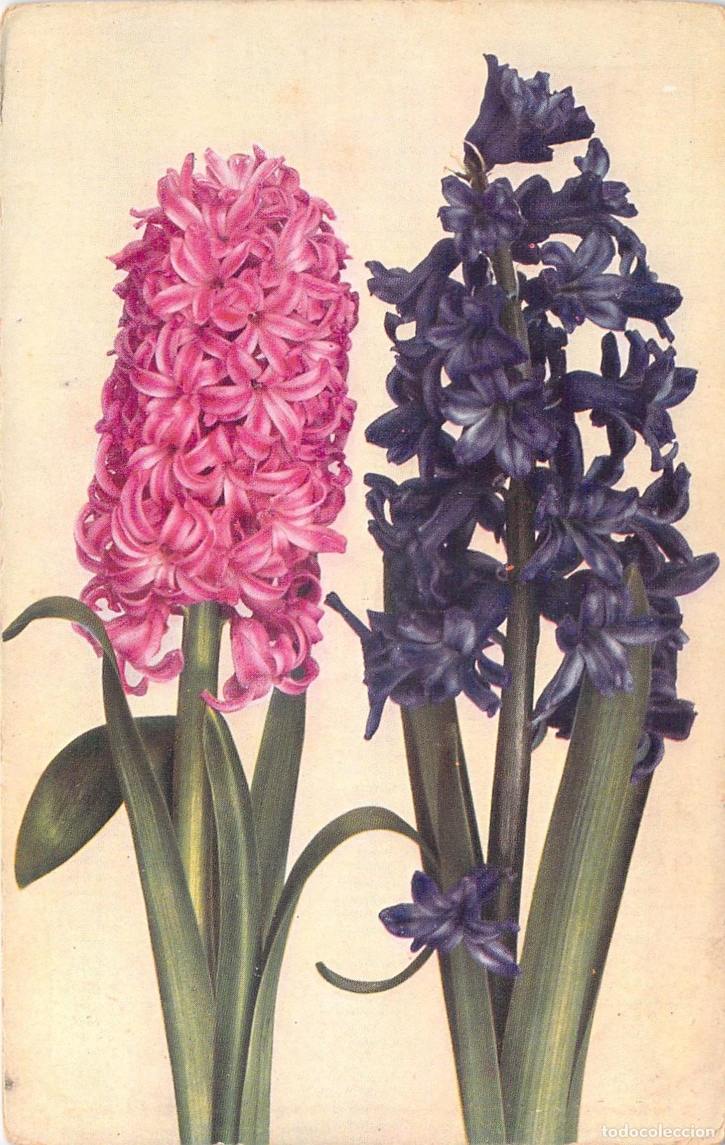 Postales: Postal de Jacintos Serie Flora R&ouml;mmler & Jonas Dresden