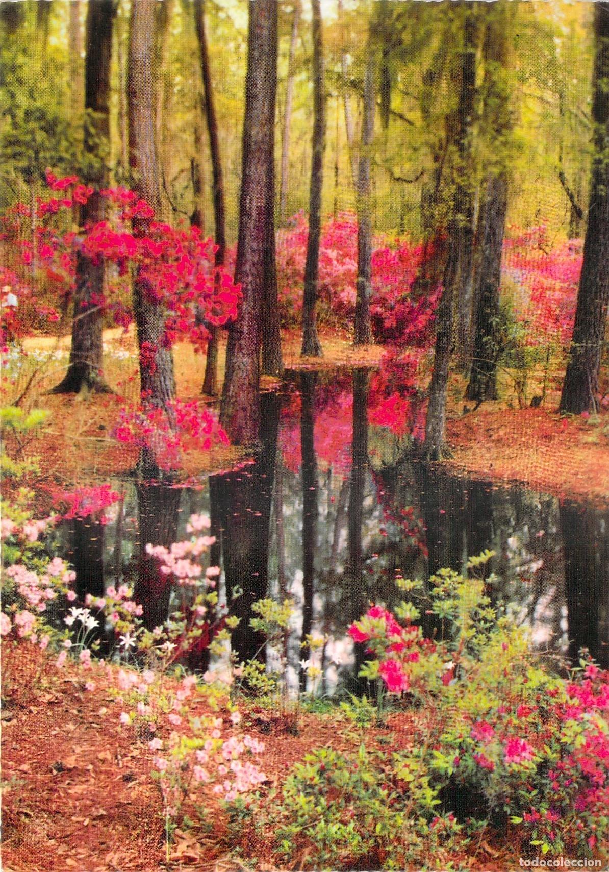 Postales: Postal de Paisaje Natural con Azaleas en Flor y Estanque