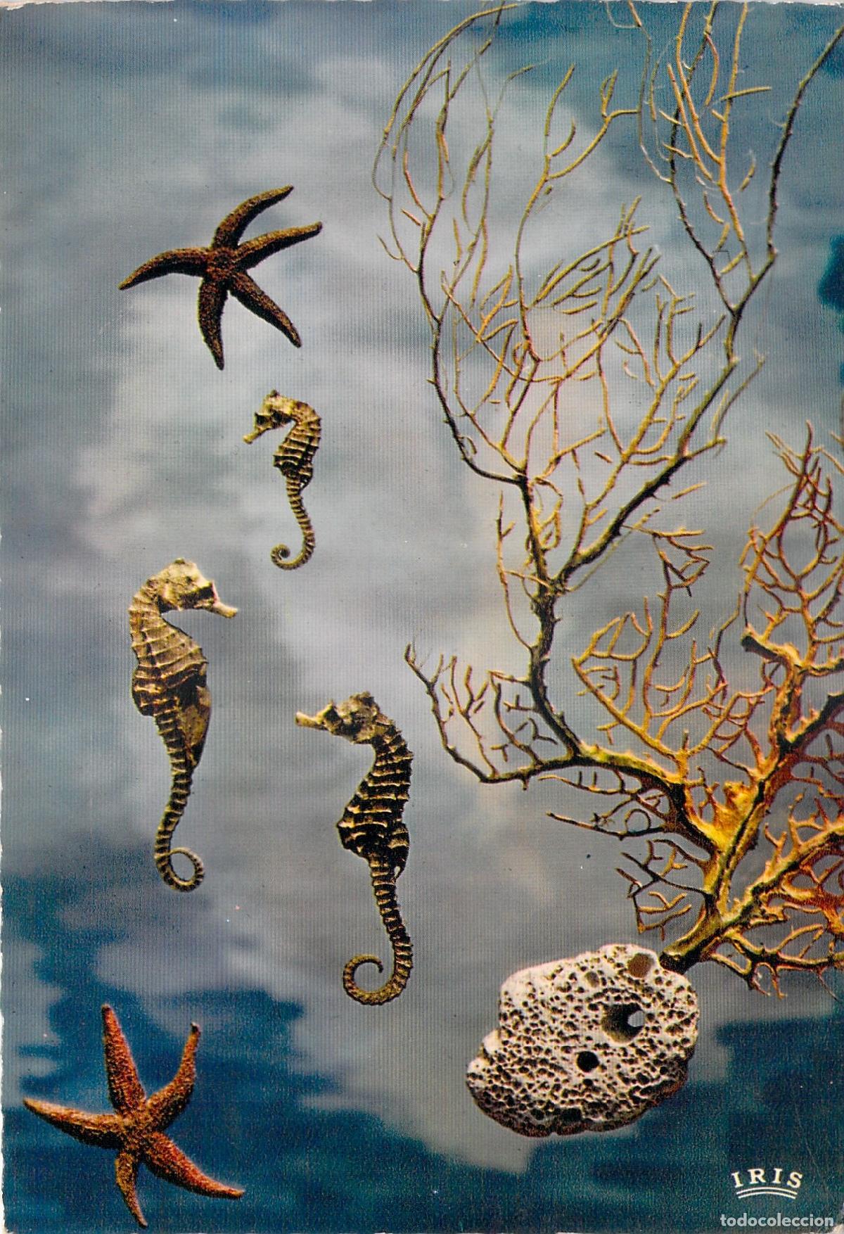 Postales: Postal de Caballitos de Mar e Hipocampos Arte Marino