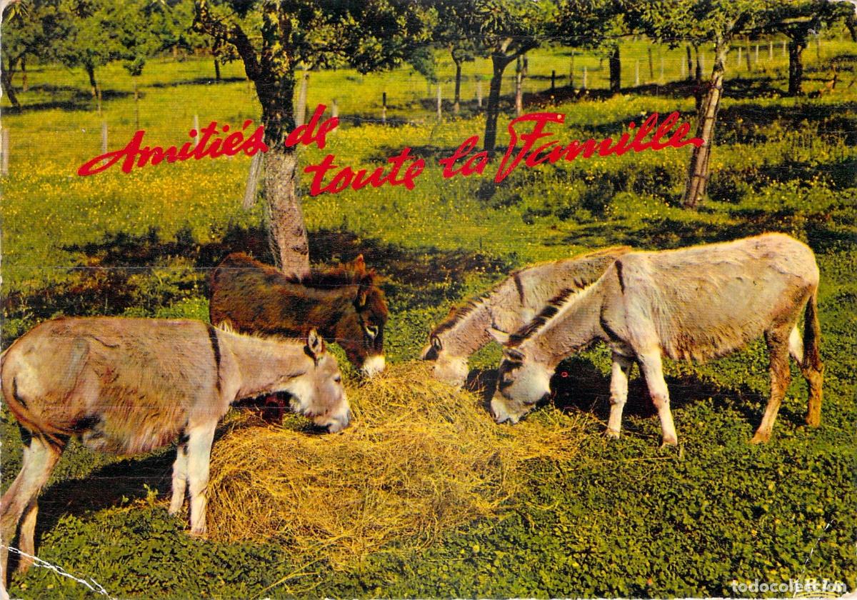 Postales: Postal de Burros en el Campo, Saint-Jean-de-Monts, Vend&eacute;e, Francia