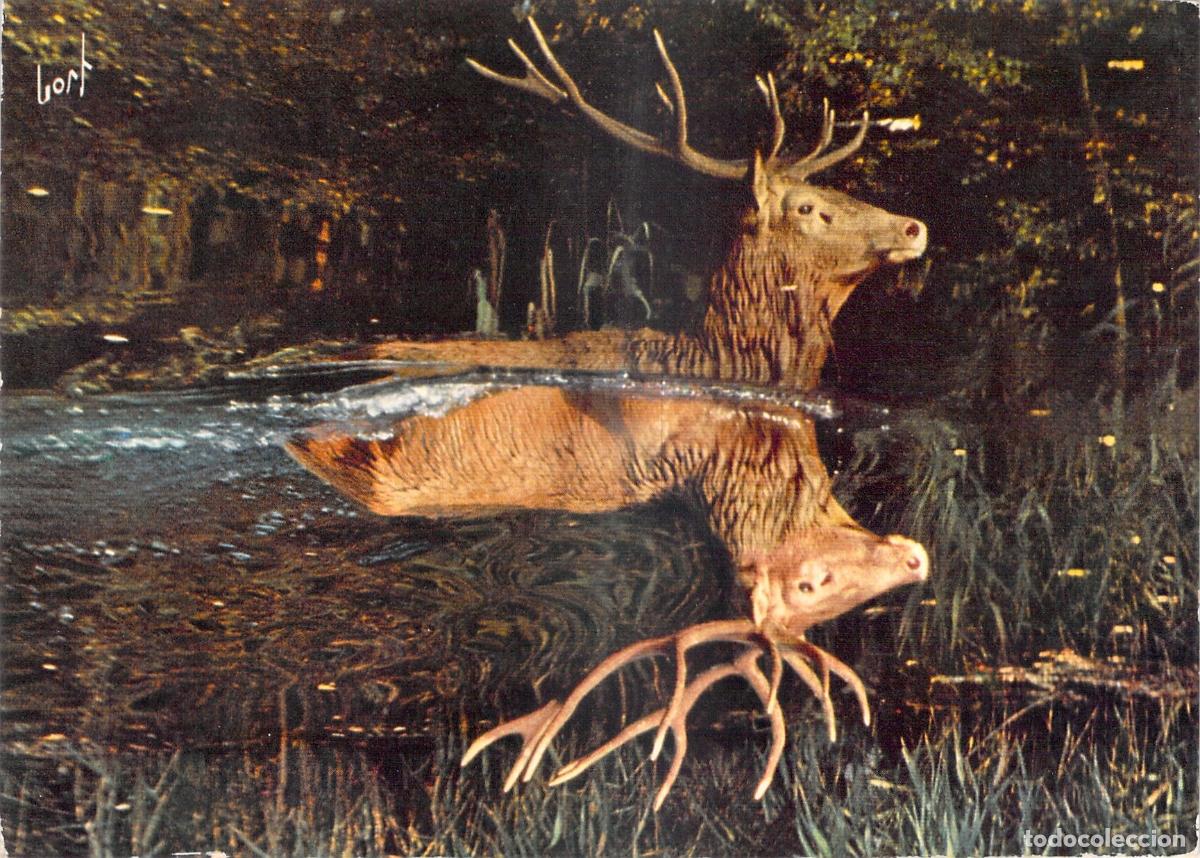 Postales: Postal de Ciervo Nadando en los Bosques de Francia
