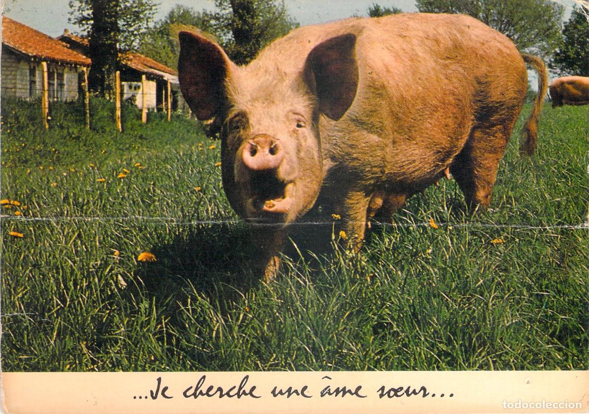 Postales: Postal Humor&iacute;stica de Cerdo en el Campo - Editions J. Cellard