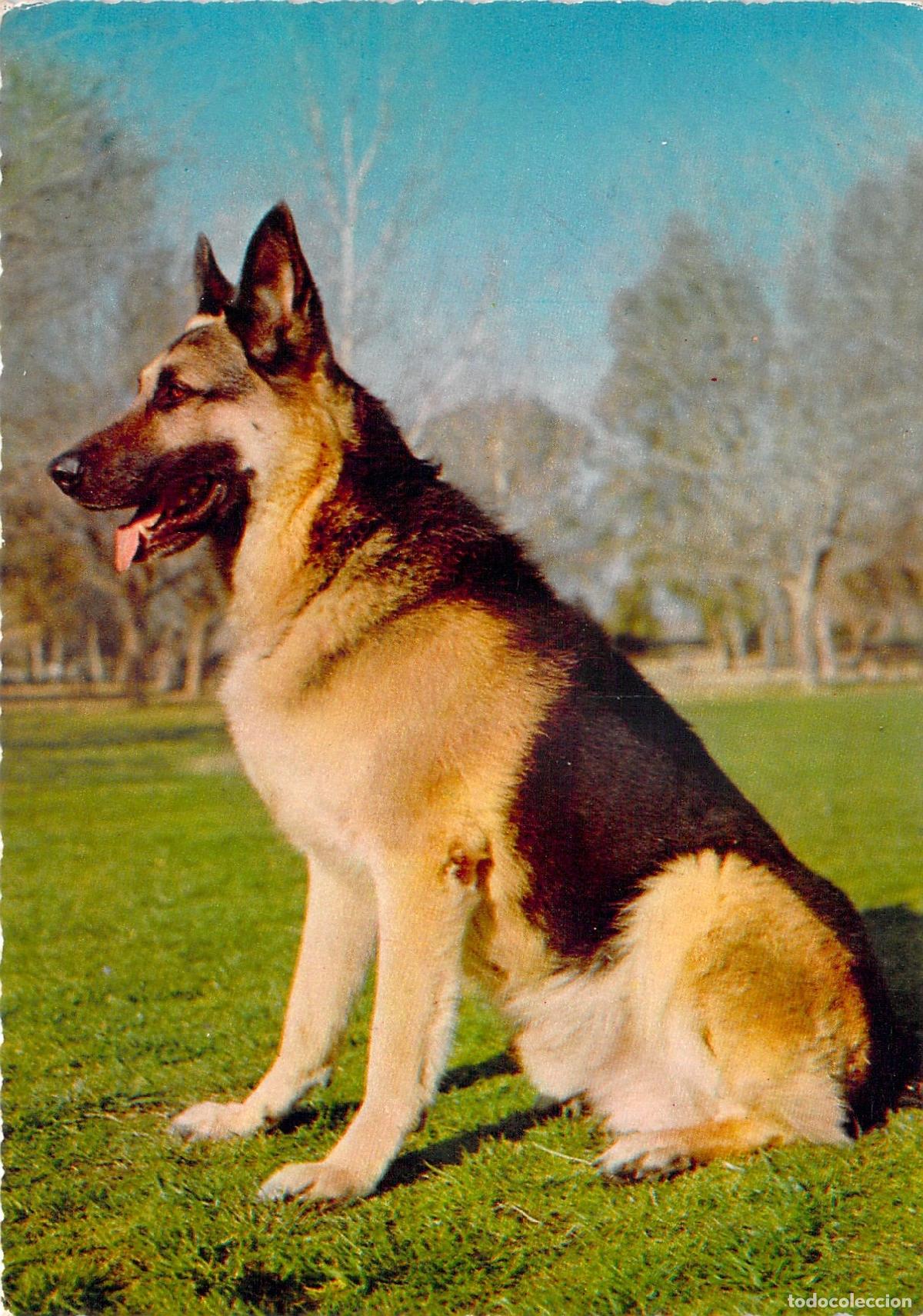Postales: Postal de Perro Pastor Alem&aacute;n - Cecami Italia