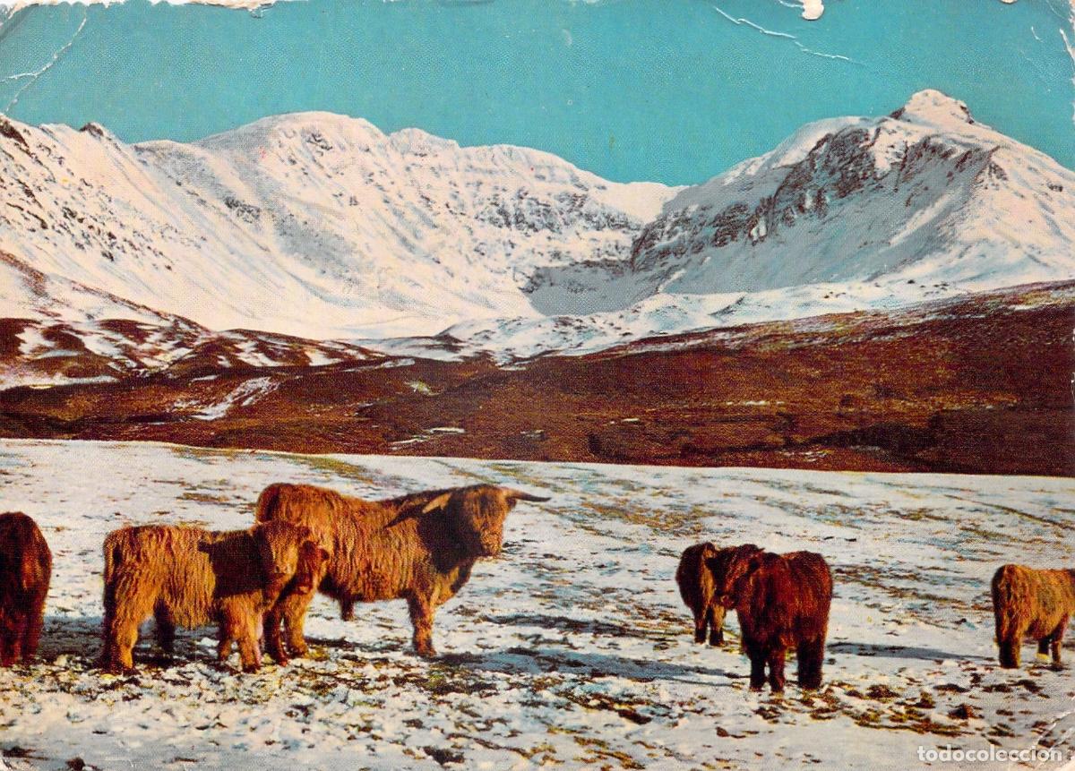Postales: Postal de Ganado Highland en Glen Brittle, Isla de Skye, Escocia