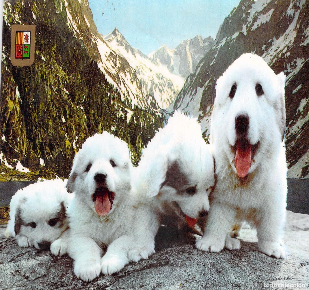Postales: Postal Cachorros Mast&iacute;n de los Pirineos en Lourdes Francia