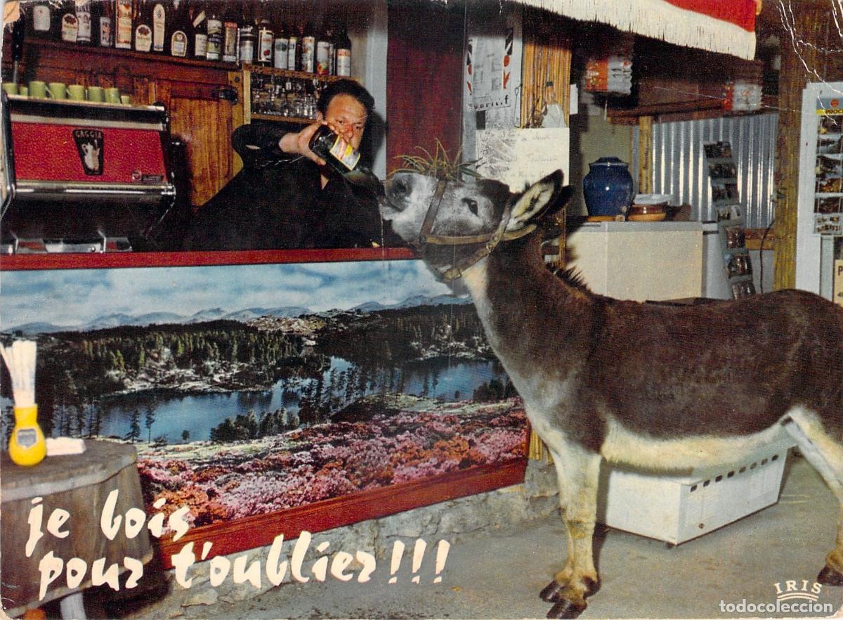 Postales: Postal de Humor con Burro Bebiendo en un Bar en Francia