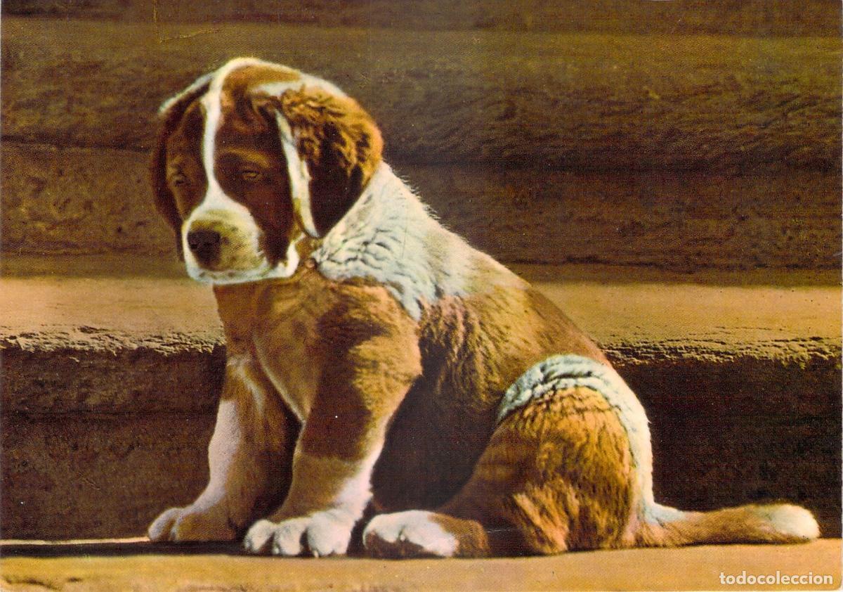 Postales: Postal de Cachorro de San Bernardo - Edici&oacute;n Suiza Heliocolor