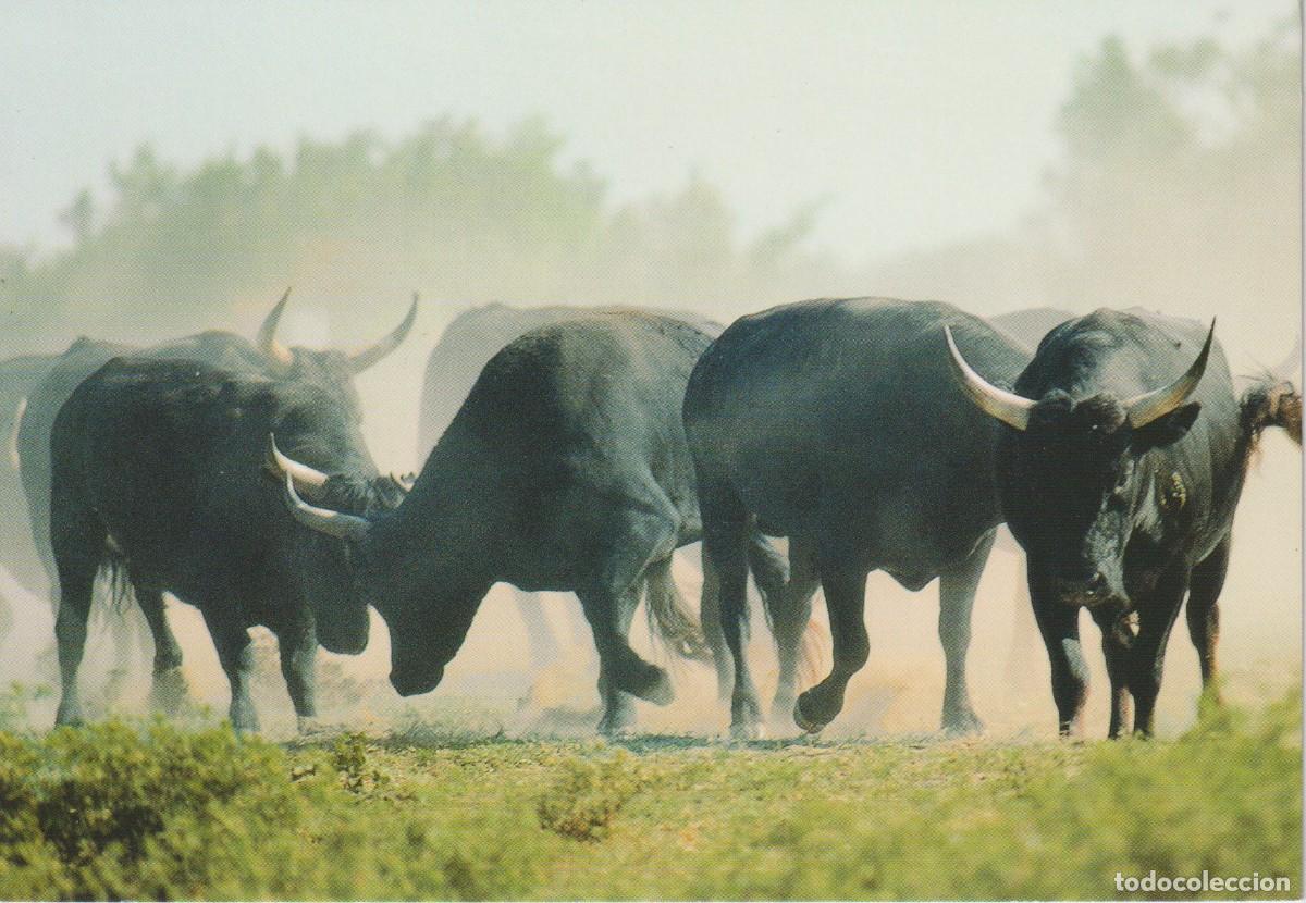 Postales: LA CAMARGA. FRANCIA. TOROS CAMARGUESES ... SIN CIRCULAR