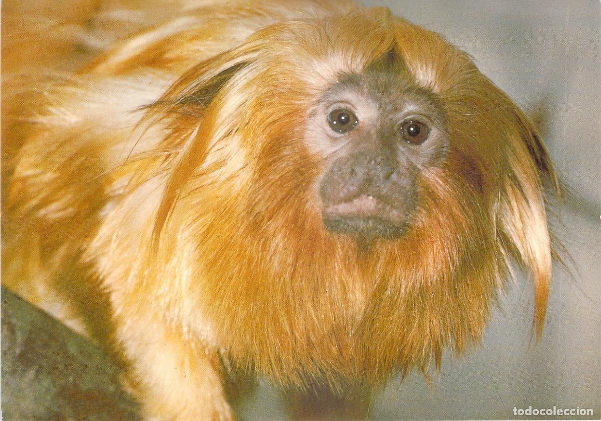 Postales: Postal del Tit&iacute; Leoncito Dorado - Jersey Wildlife Preservation Trust
