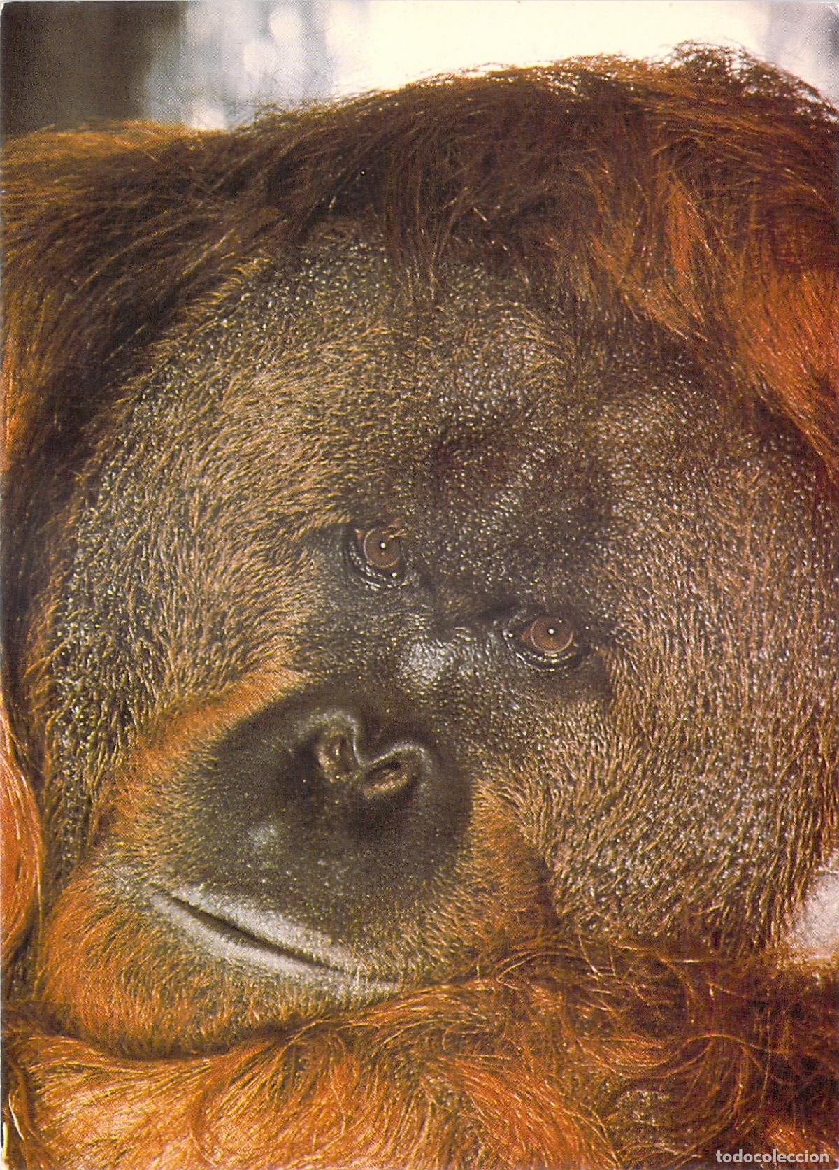 Postales: Tarjeta Postal de Orangut&aacute;n Jersey Wildlife Preservation Trust