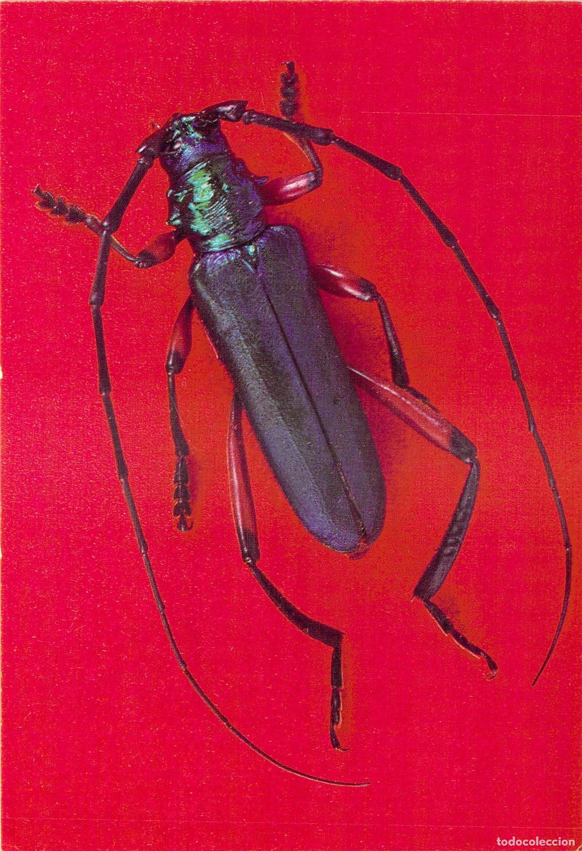 Postales: Postal de Escarabajo Tropical Plinthocoelium suaveolens Museo Brit&aacute;nico