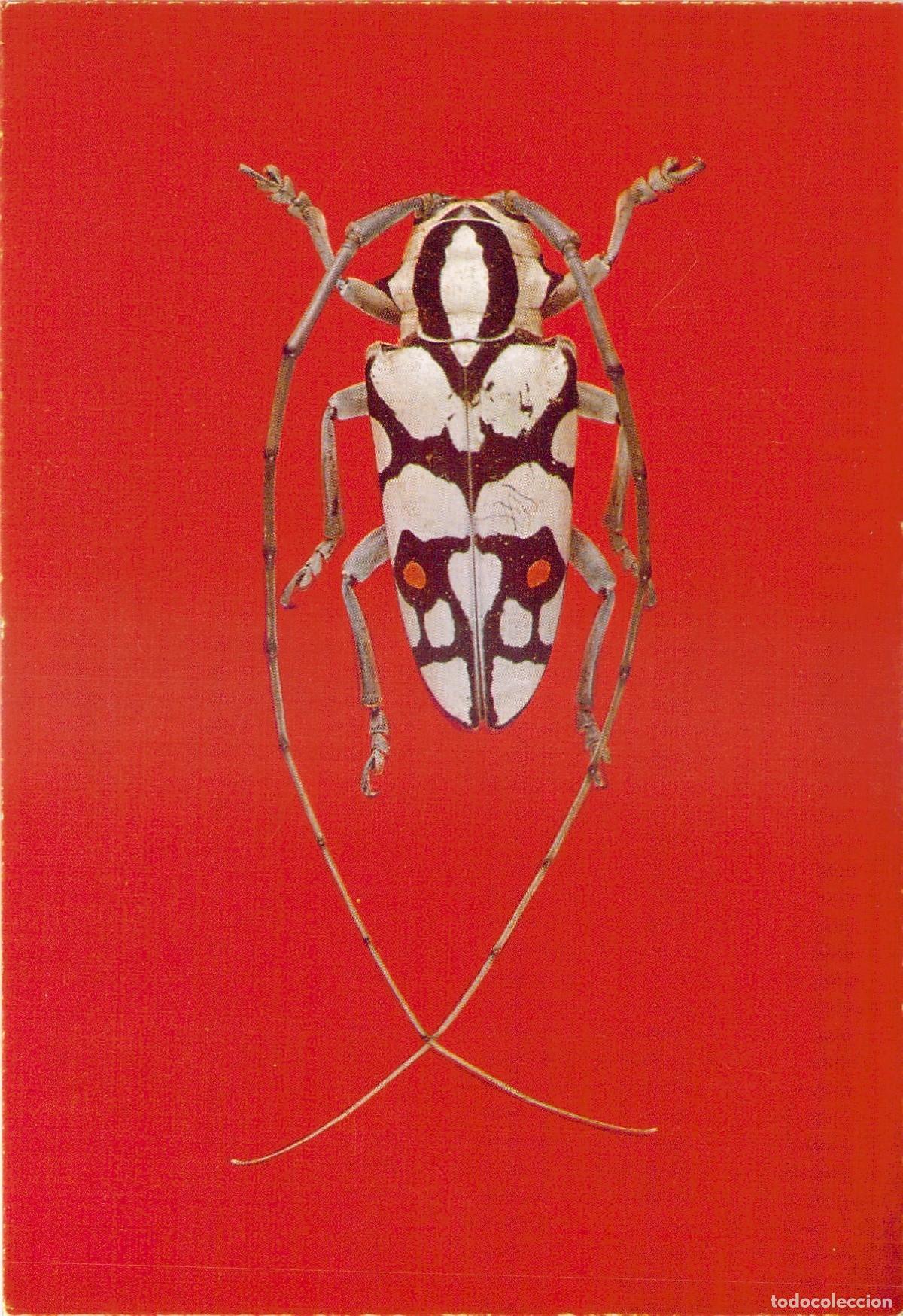 Postales: Postal Escarabajo Tropical Freadelpha polyspila Museo Brit&aacute;nico