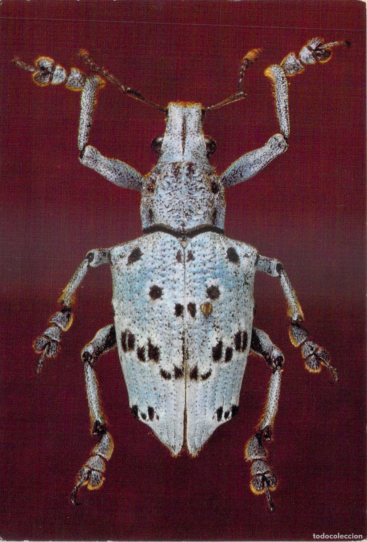 Postales: Postal de Escarabajo Tropical Lamprocyphus varnhageni del Museo Brit&aacute;nico