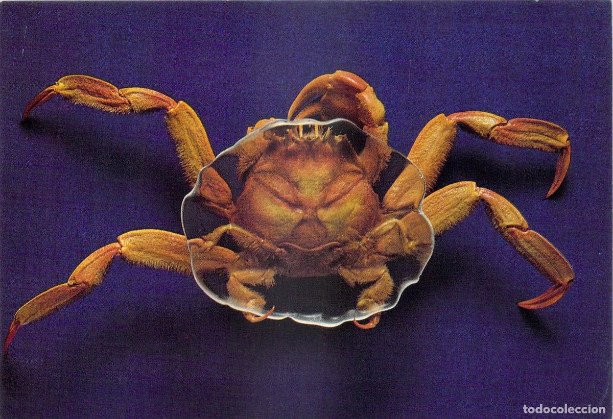 Postales: Postal de Historia Natural Cangrejo Dorippe Facchino Museo Brit&aacute;nico