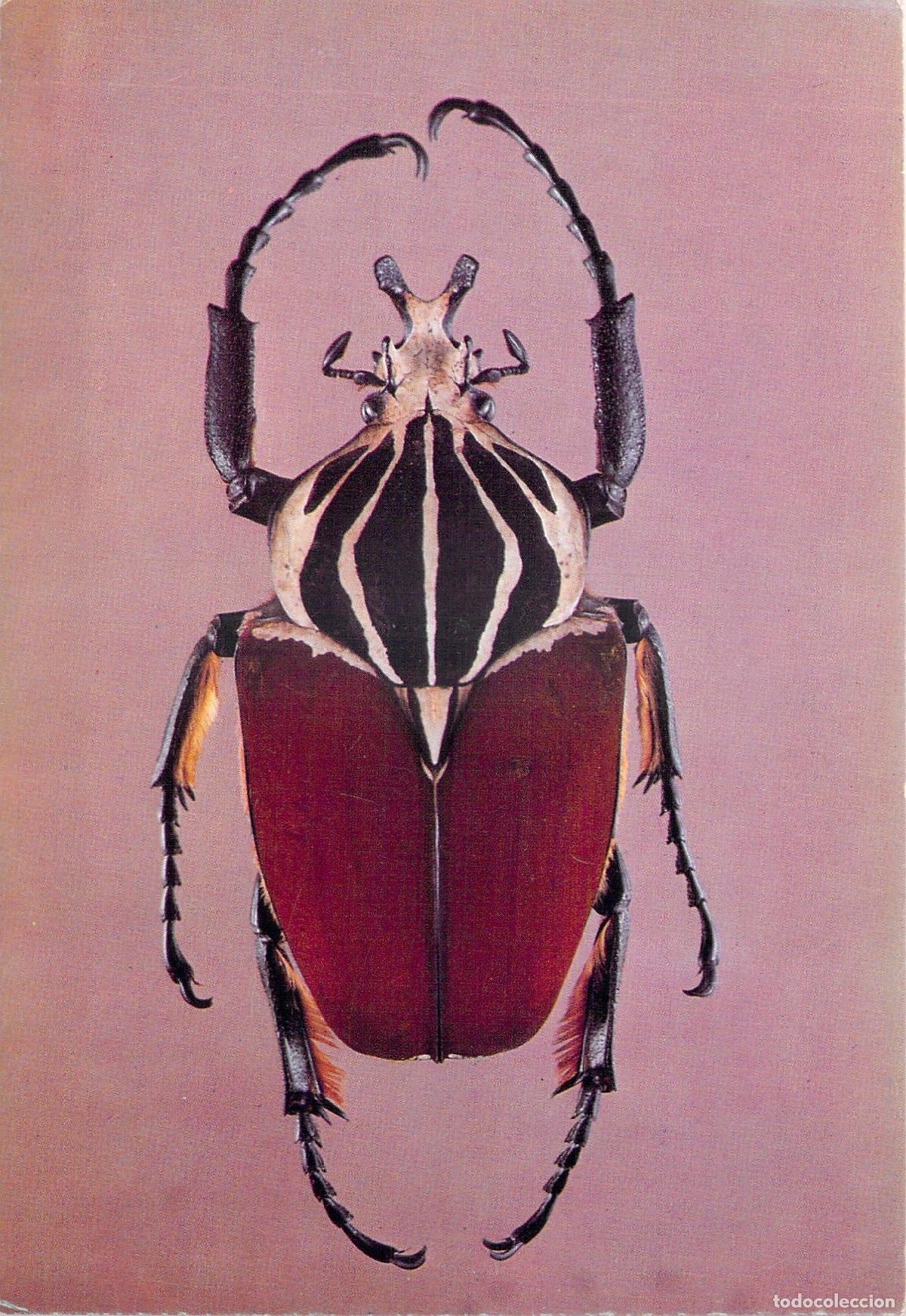 Postales: Postal Escarabajo Goliat Goliathus goliatus Museo Brit&aacute;nico