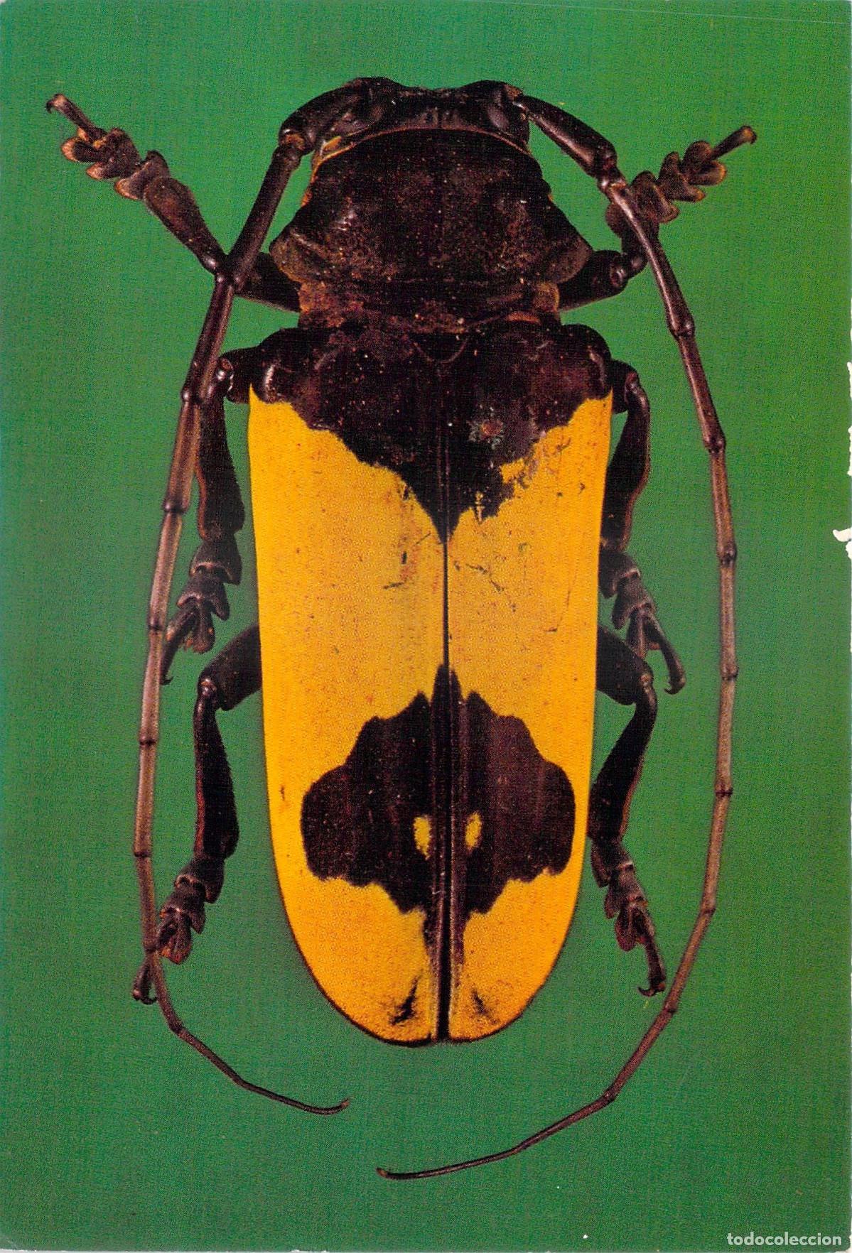 Postales: Postal de Escarabajo Tropical Voetia virescens Museo Brit&aacute;nico