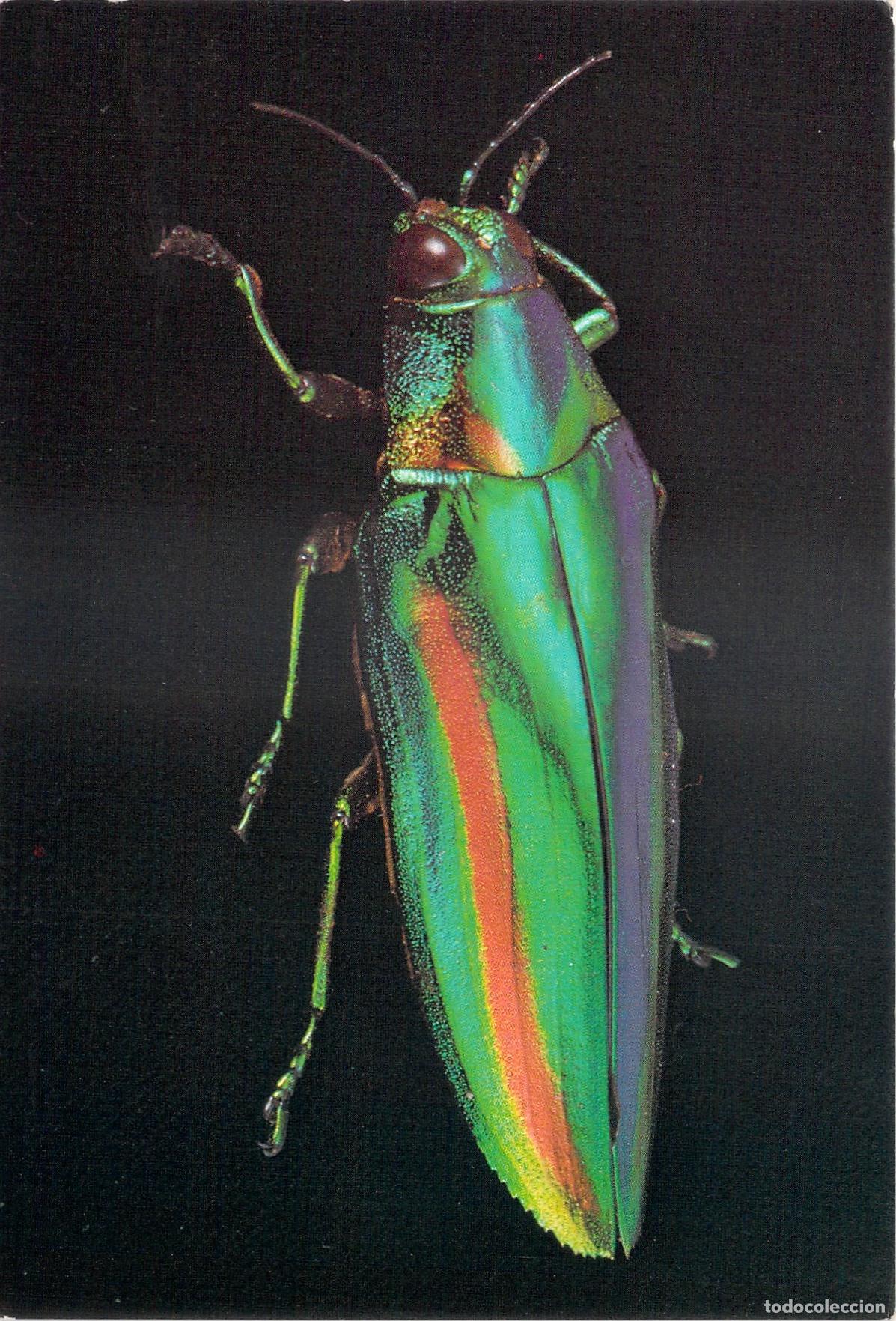 Postales: Postal Museo Brit&aacute;nico Escarabajo Tropical Chrysochroa chinensis