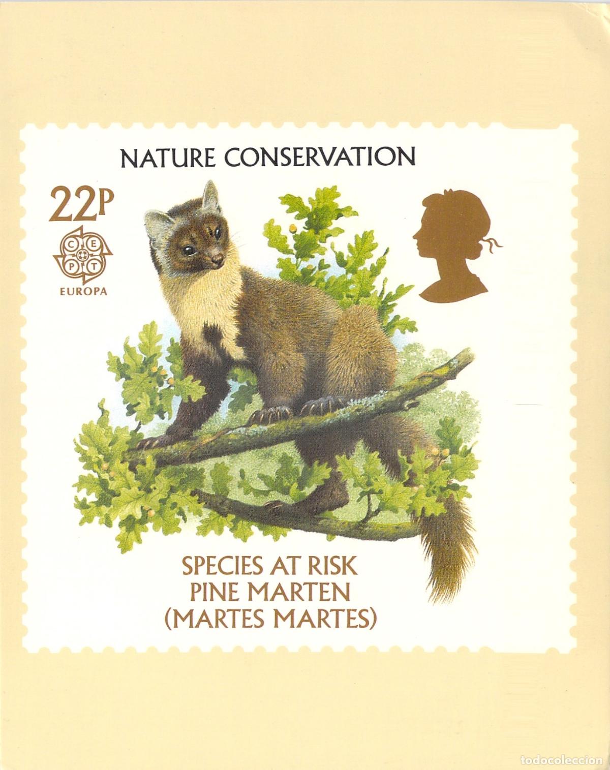 Postales: Postal de Conservaci&oacute;n de la Naturaleza Marta Martes PHQ Card
