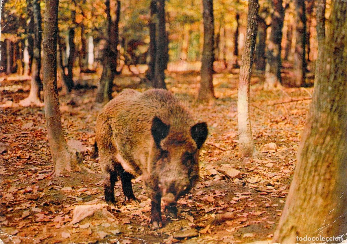 Postales: Postal de Jabal&iacute; en el Bosque de Sologne, Francia