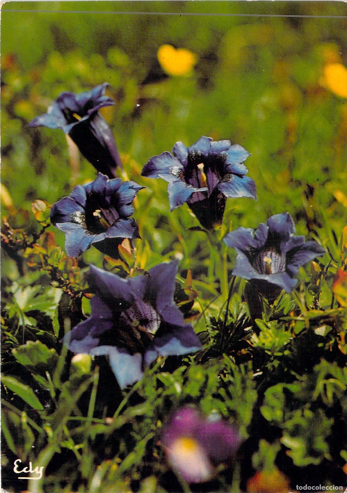 Postales: Postal de Flores Gentiane Acaule de Saboya Francia