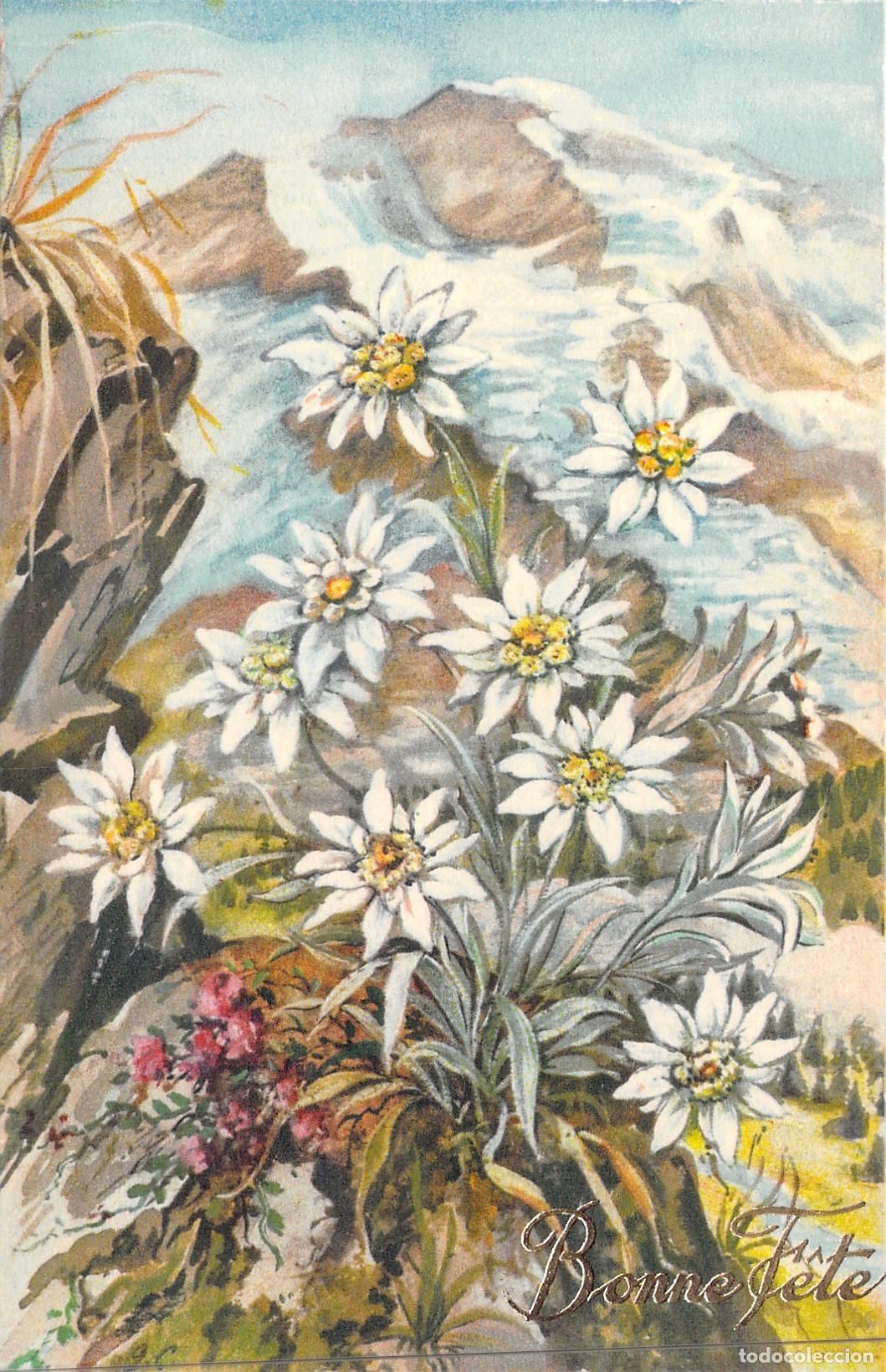 Postales: Postal Ilustrada de Edelweiss - Flor de las Nieves de los Alpes