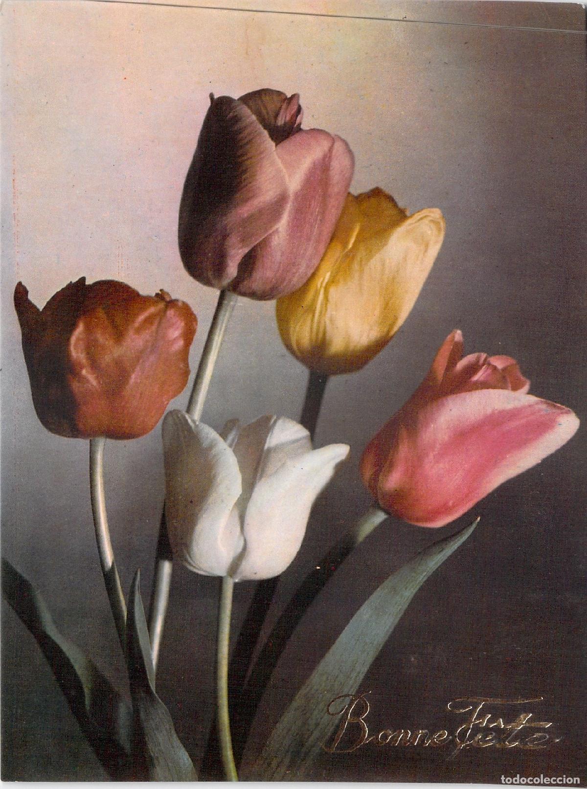Postales: Postal Francesa de Tulipanes Darwin con Saludo Bonne F&ecirc;te