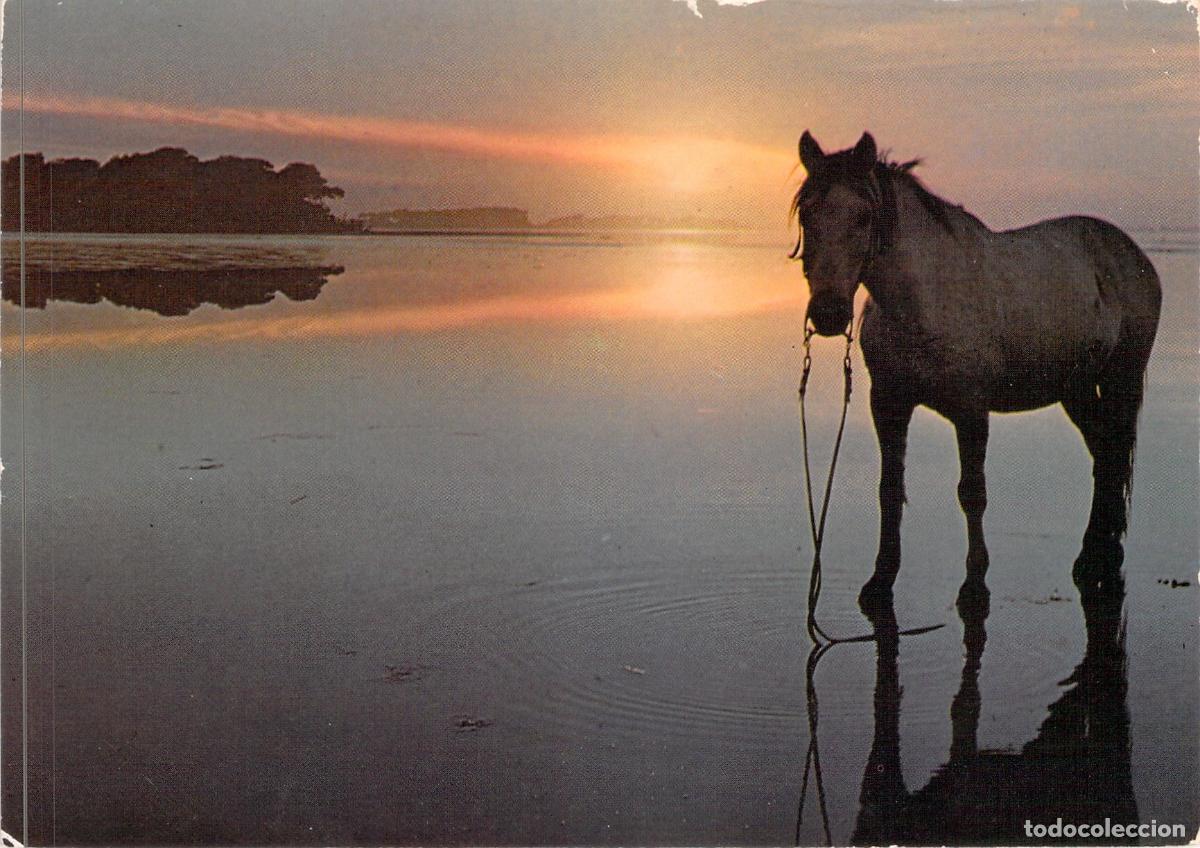 Postales: Postal de Caballo en el Atardecer en la Camarga, Francia