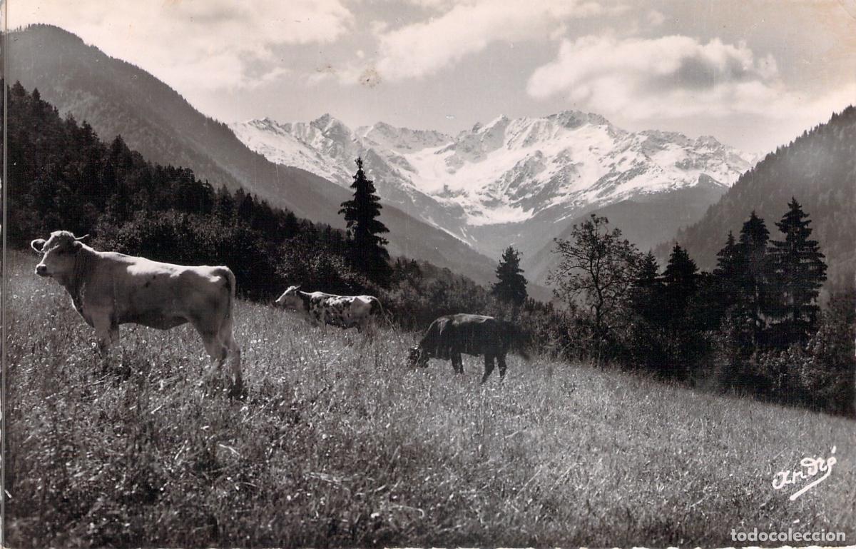 Postkarten: Postal Paysages Alpestres con Vacas en el Pastizal