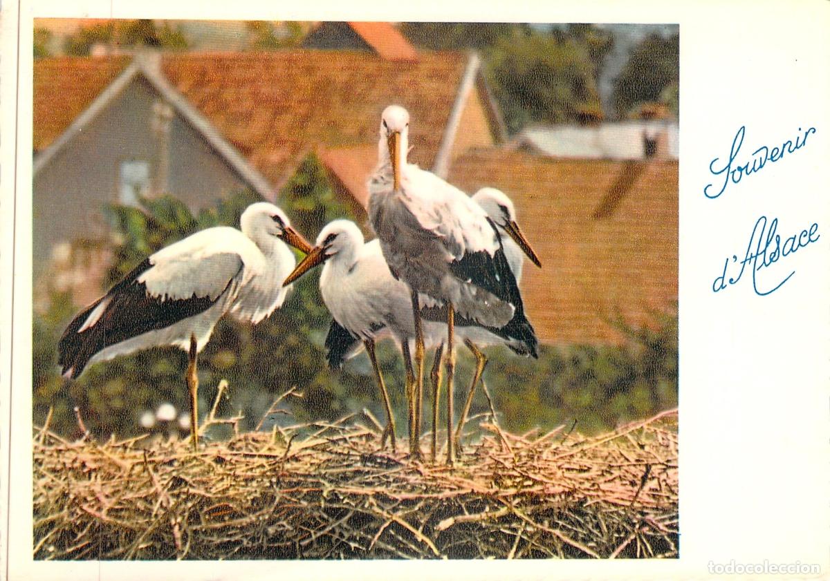 Cartoline: Postal de Cig&uuml;e&ntilde;as en su Nido - Souvenir de Alsacia, Francia