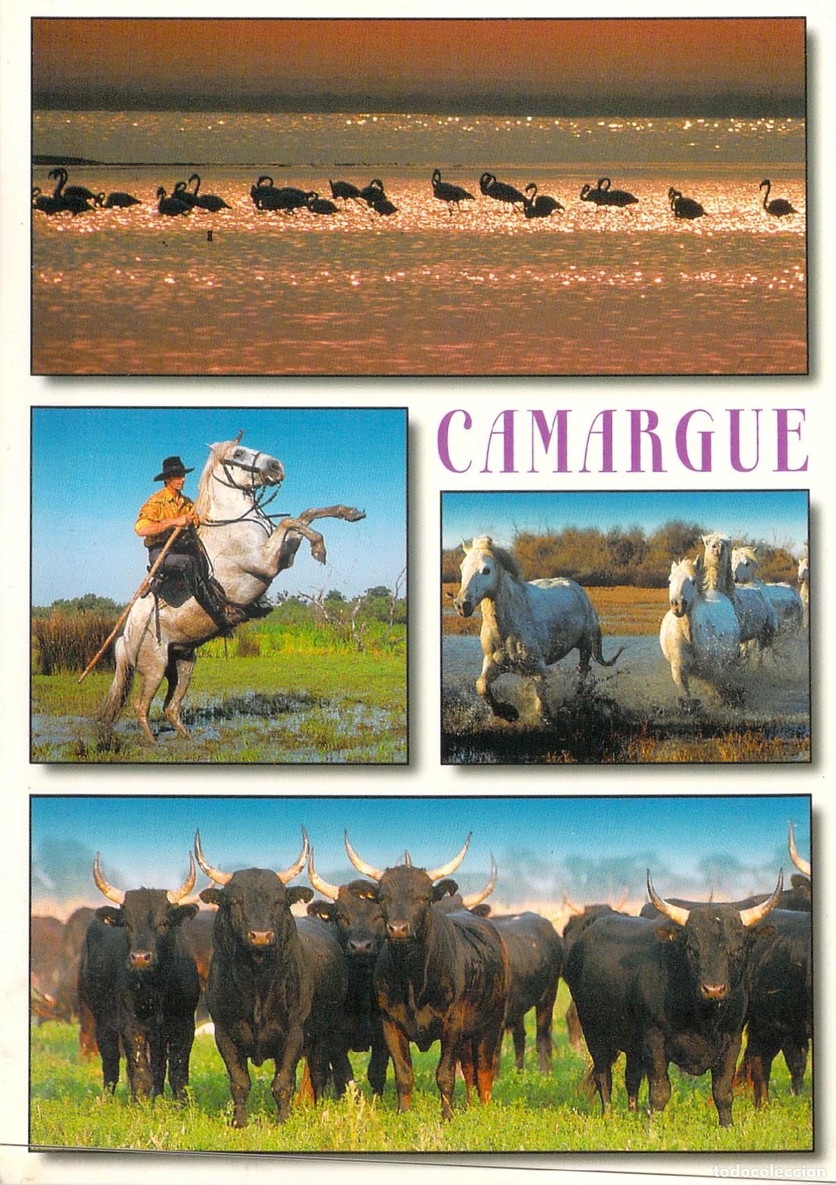 Postales: Tarjeta Postal Multi-vista Camarga Francia Caballos y Toros