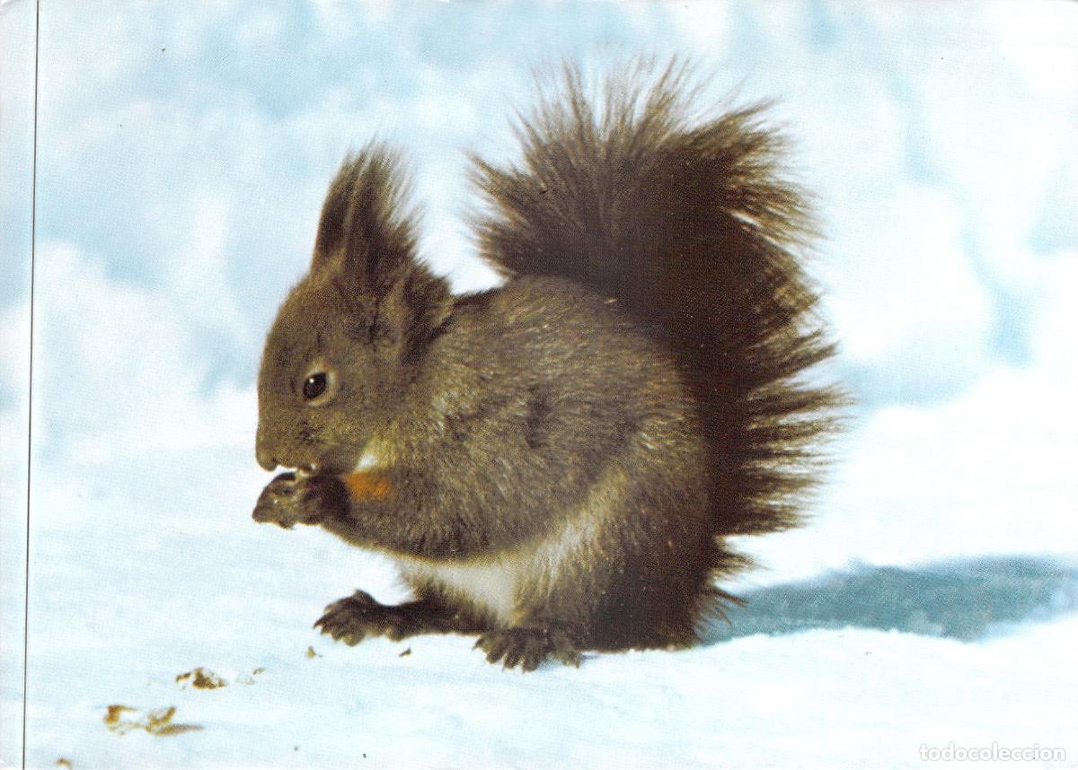 Postales: Postal de Ardilla en la Nieve de Arosa, Suiza - Sciurus Vulgaris