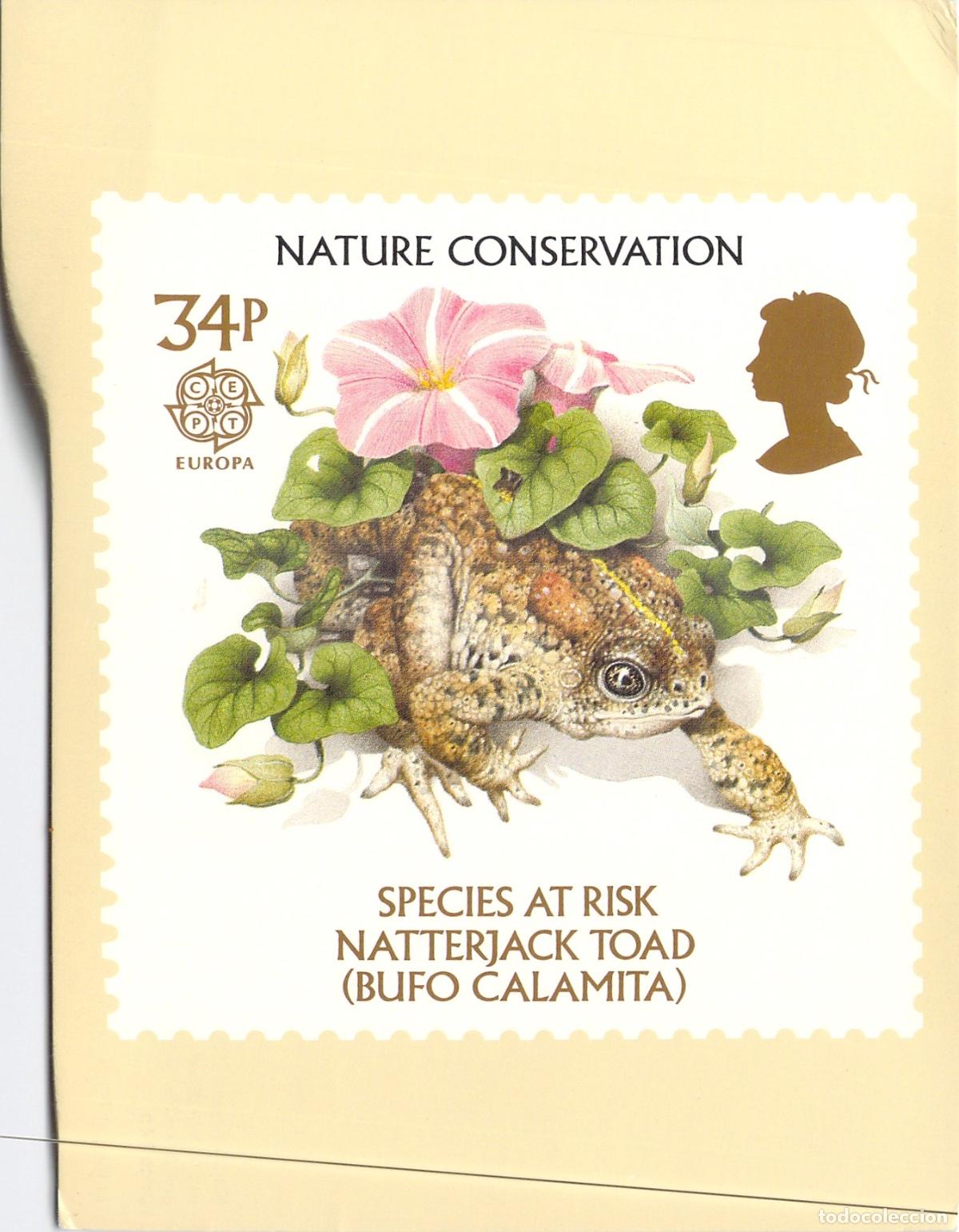 Postales: Postal PHQ Conservaci&oacute;n de la Naturaleza Sapo Corredor