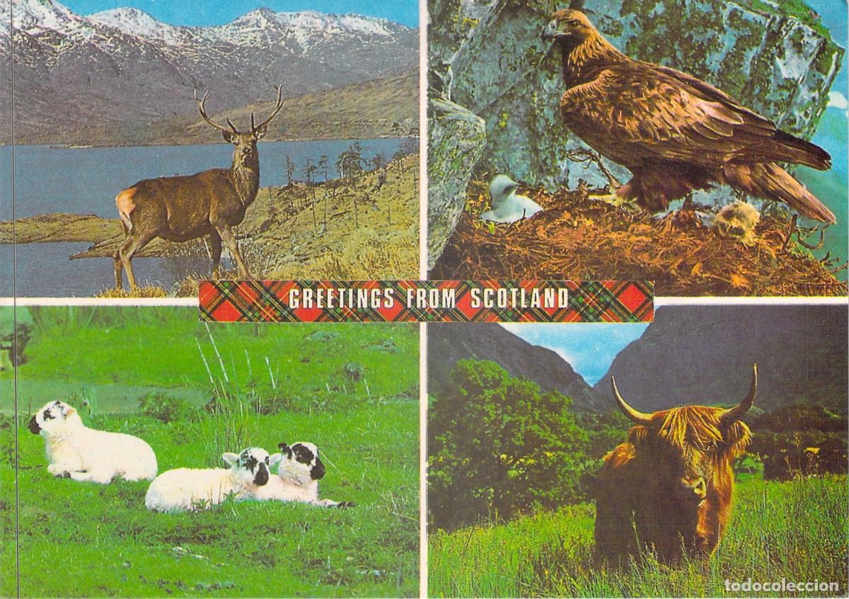 Postales: Postal de Saludos de Escocia con Animales T&iacute;picos y Paisajes
