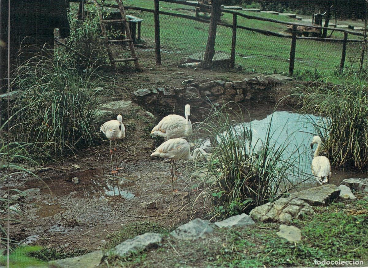 Postales: Postal Flamencos en el Parque Natural Chianti-Valdarno, Cavriglia