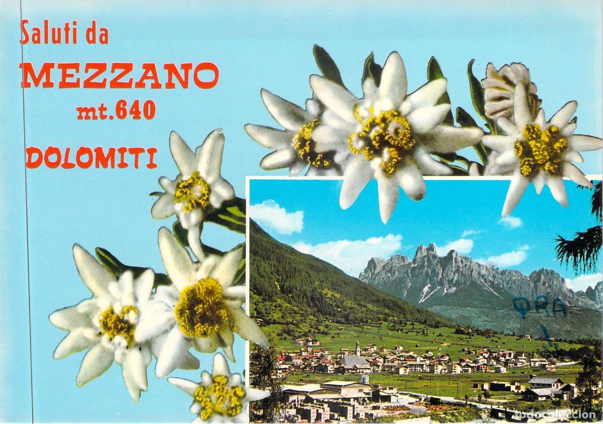 Postales: Postal de Mezzano y los Dolomitas con Flores Edelweiss