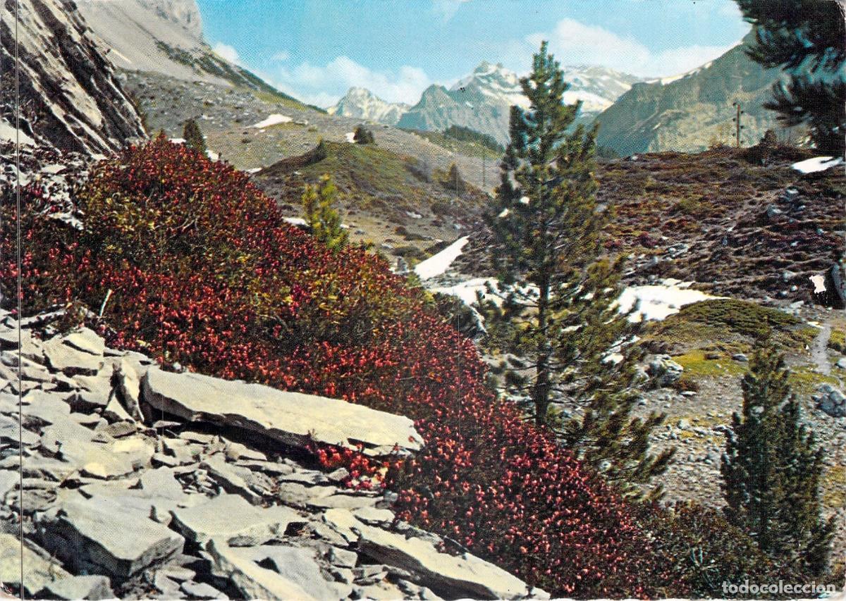 Postales: Postal de Monta&ntilde;a con Rododendros Ferruginosos y Paisaje Alpino