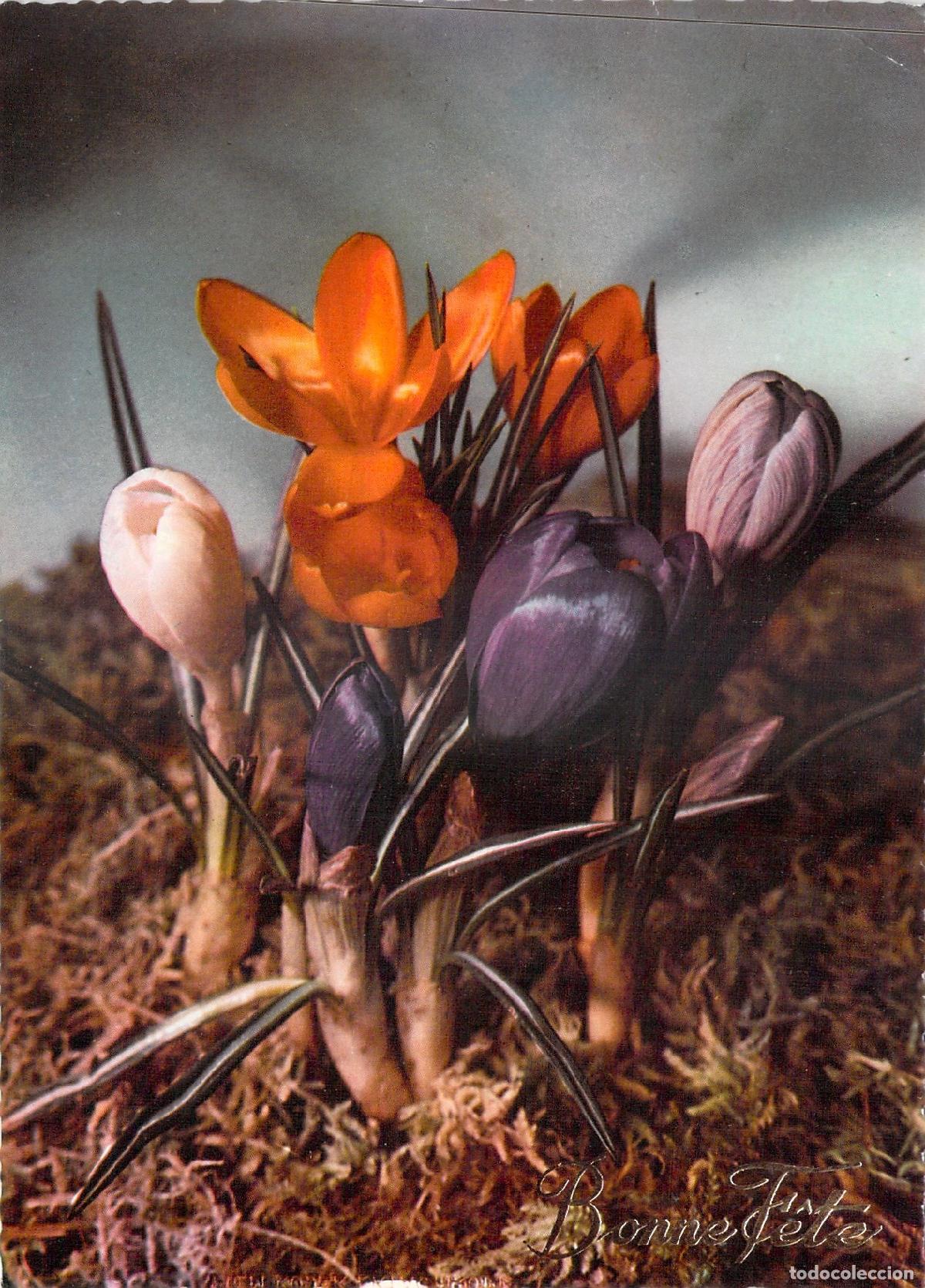 Postales: Postal de Flores Crocus Variados Bonne F&ecirc;te Vilmorin Francia