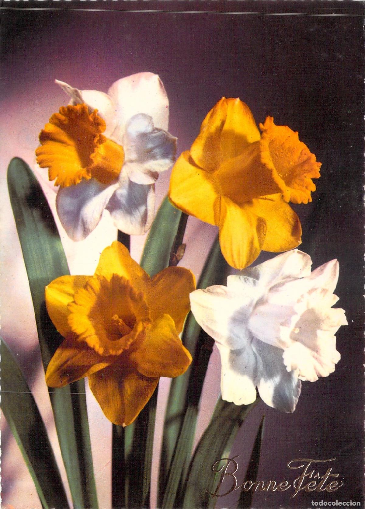 Postales: Postal de Narcisos y Junquillos Bonne F&ecirc;te Vilmorin Francia