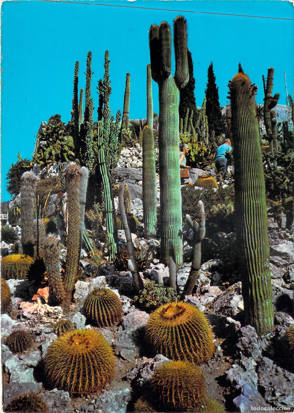 Postales: Postal Jard&iacute;n Ex&oacute;tico con Cactus en la Costa Azul Francia