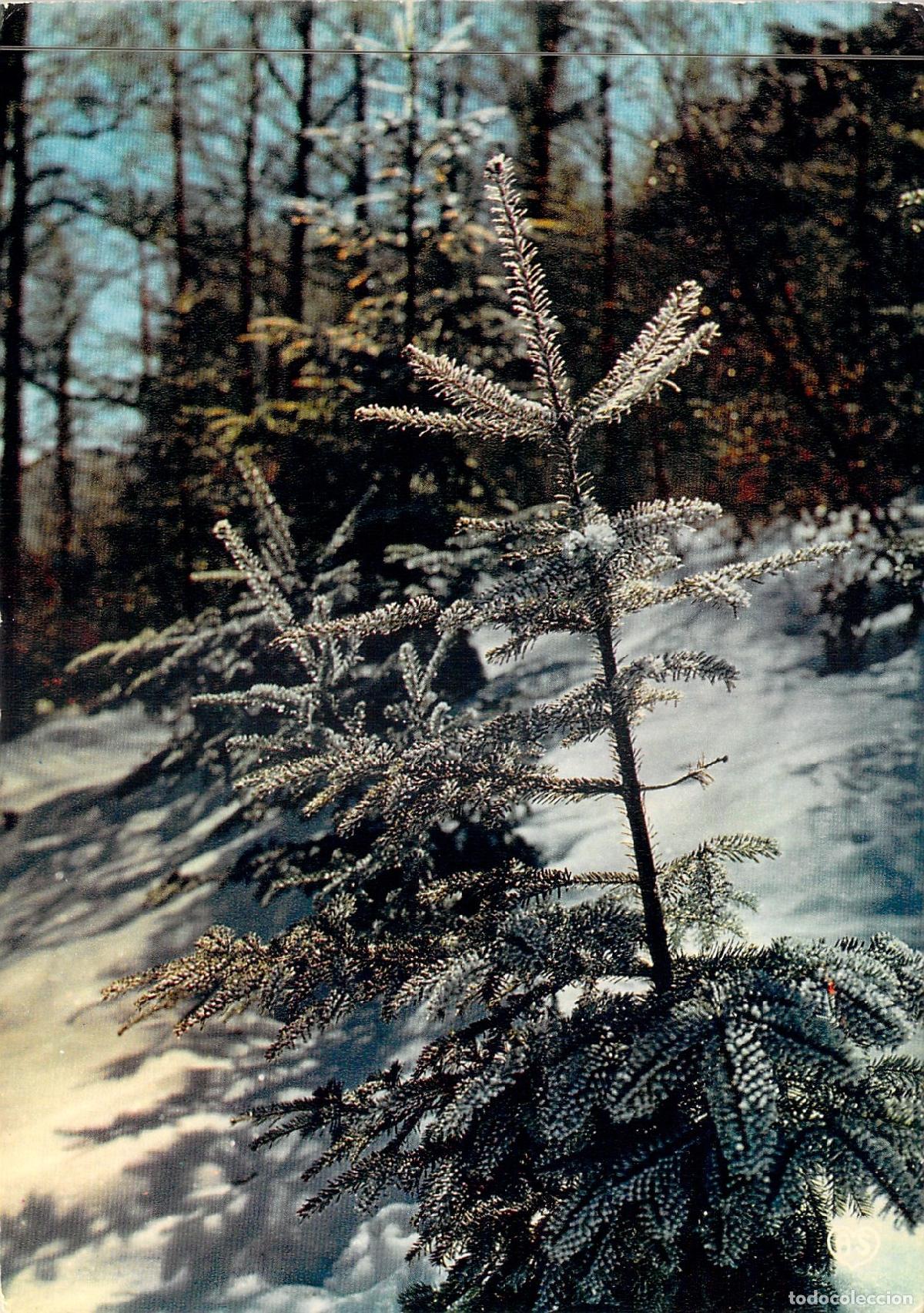 Postales: Postal de Navidad con Pino Nevado y Mensaje de Aniversario
