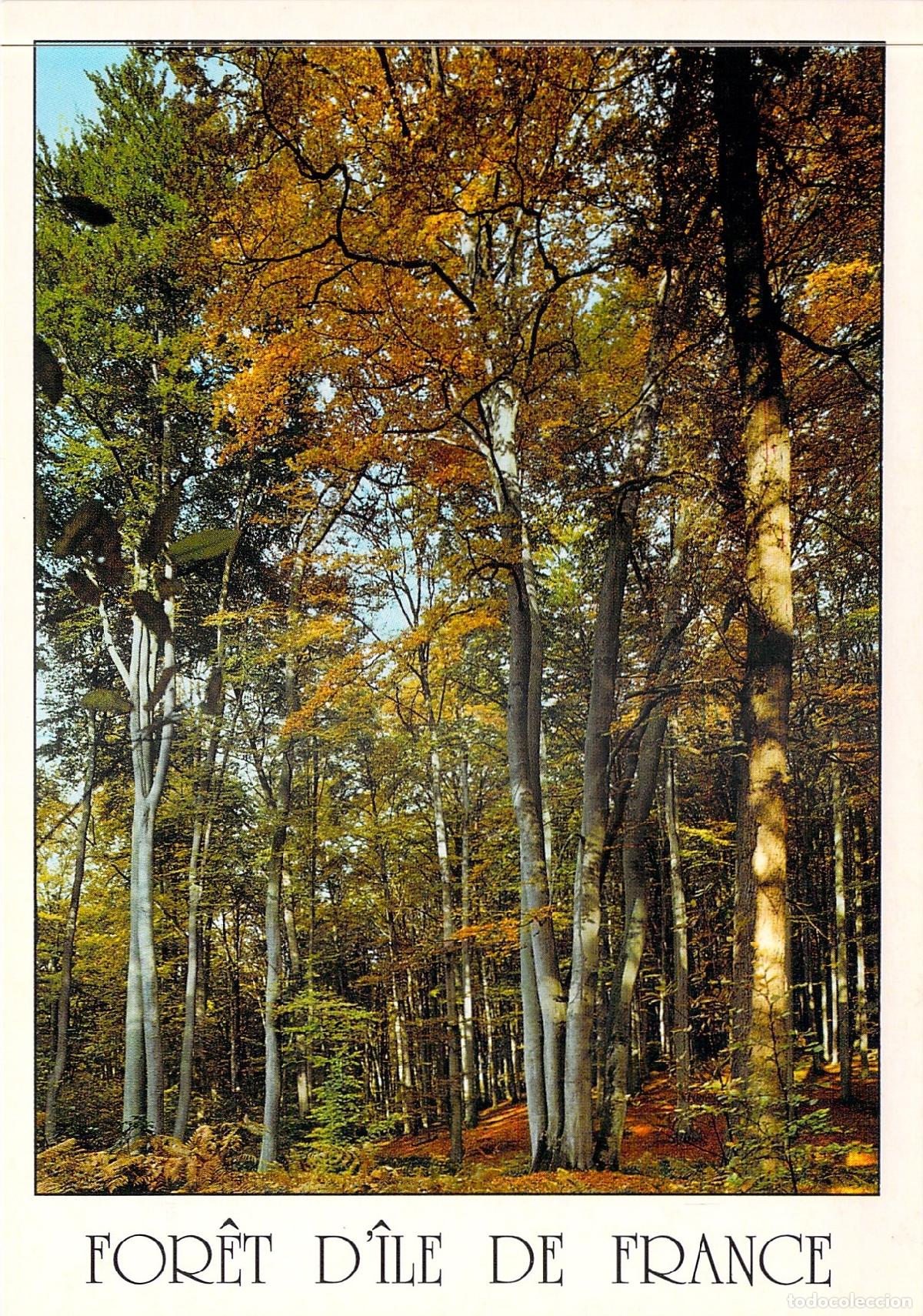 Postales: Postal de Bosque en &Icirc;le-de-France con Helechos y Robles