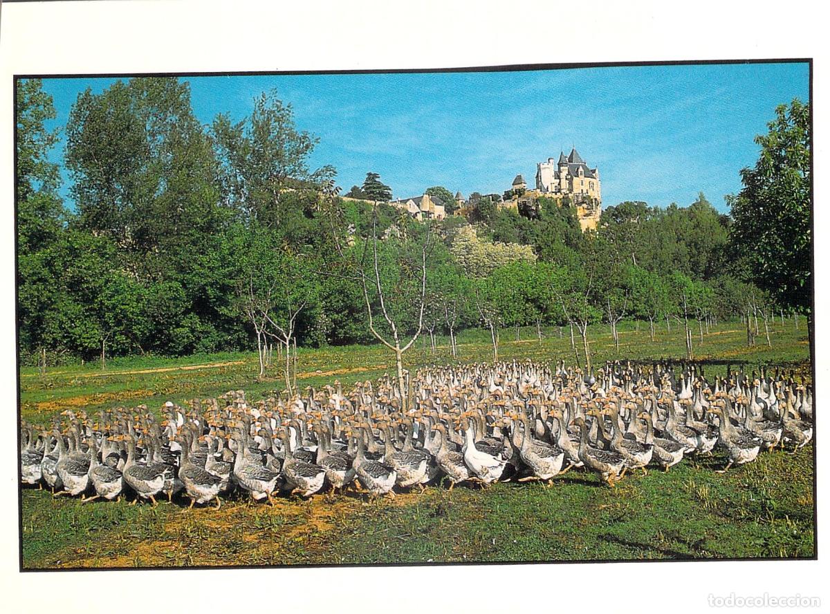 Postales: Postal de Gansos junto al Castillo de Montfort en Dordo&ntilde;a