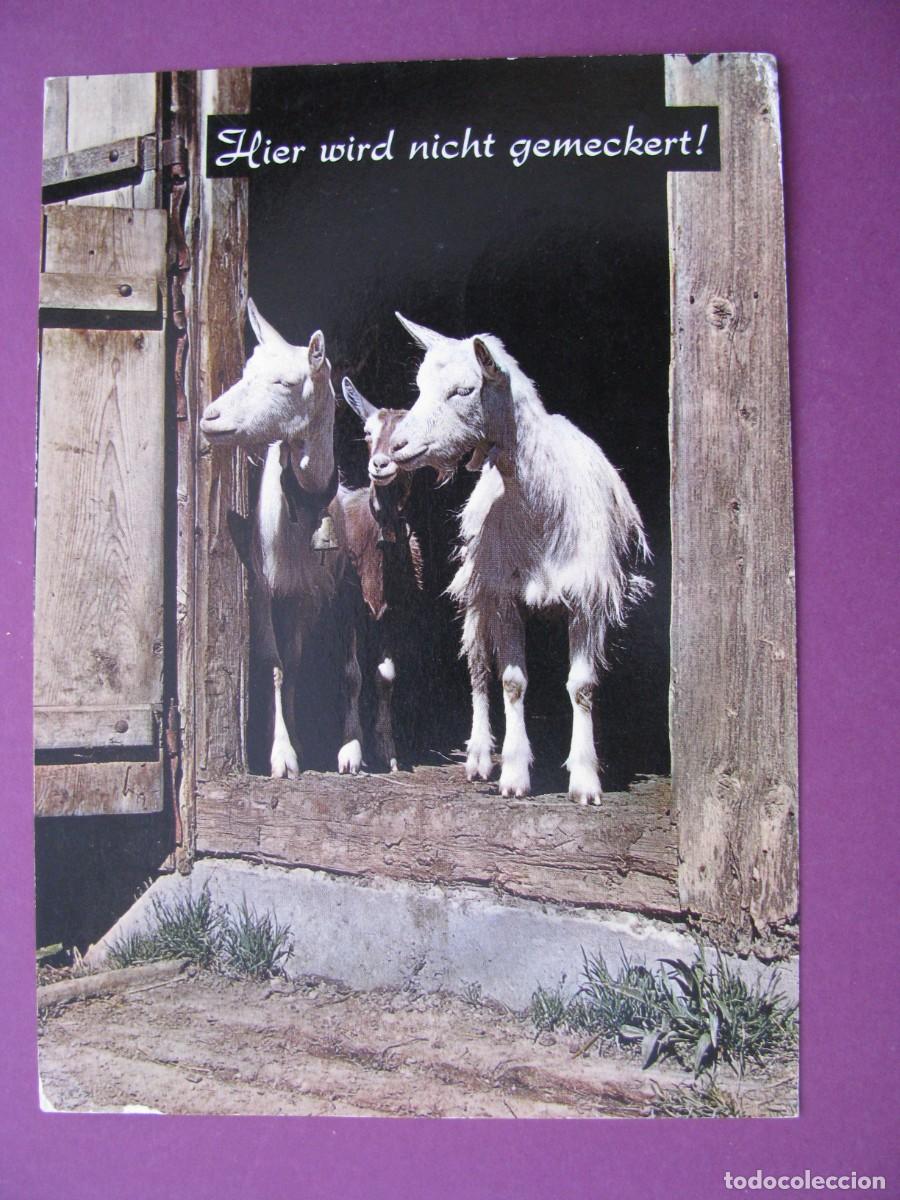 Postales: POSTAL DE SUIZA. IMAGEN CABRAS. CIRCULADA 1974. MATASELLOS AEROPUERTO ZURICH
