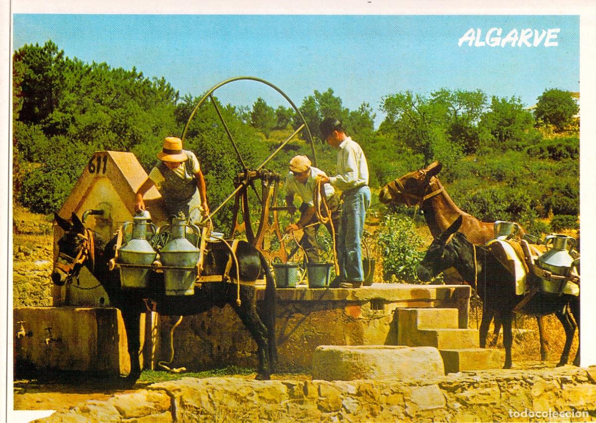 Postales: Postal Algarve Portugal Vida Rural Burros y Noria