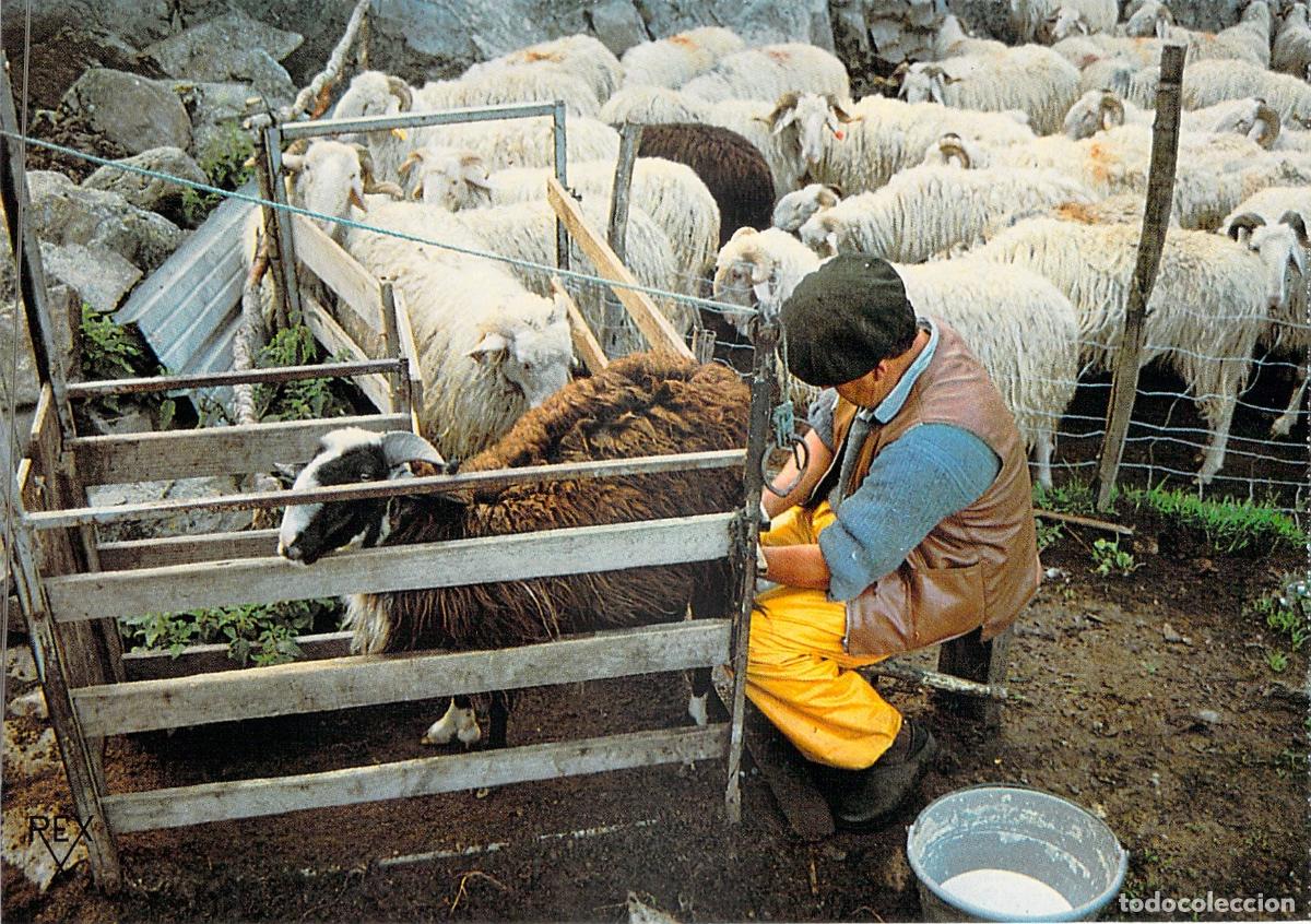 Postales: Postal Pirineos Franceses - Escena de Vida Pastoral y Orde&ntilde;o de Ovejas