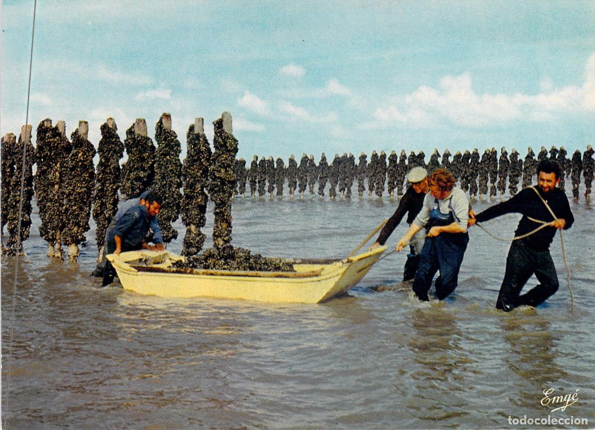 Postales: Postal de la Recolecci&oacute;n de Mejillones en Vivier-sur-Mer, Breta&ntilde;a