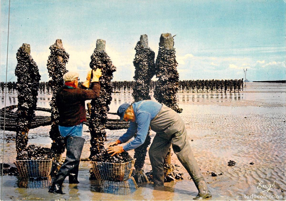 Postales: Postal Cr&iacute;a de Mejillones en Bouchots Bah&iacute;a del Mont Saint-Michel
